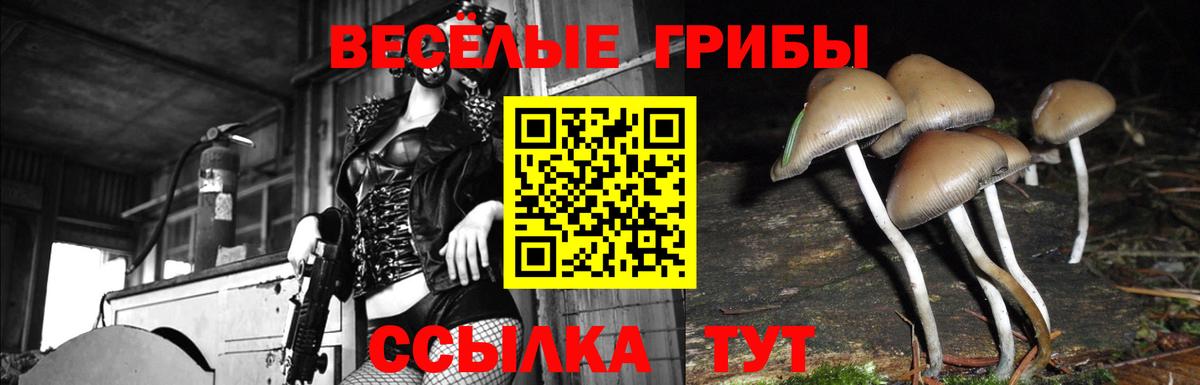 Псилоцибиновые грибы GOLDEN TEACHER Павлово